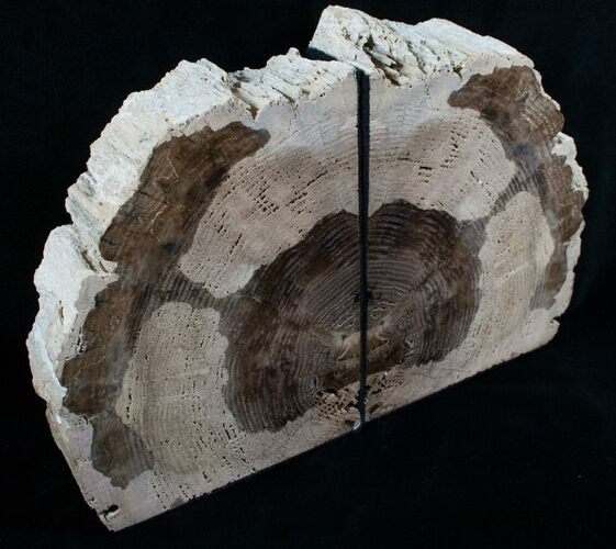 Oregon Petrified Wood Bookends - Locust Wood #5961